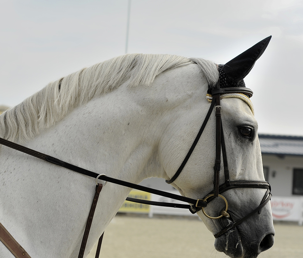 what-do-horses-wear-on-their-heads-the-educated-equestrian